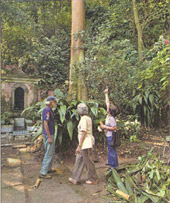 O ocupante Sílvio Valença mostra a duas visitantes a árvore que teria sido plantada por Walt Disney, em visita ao casarão
